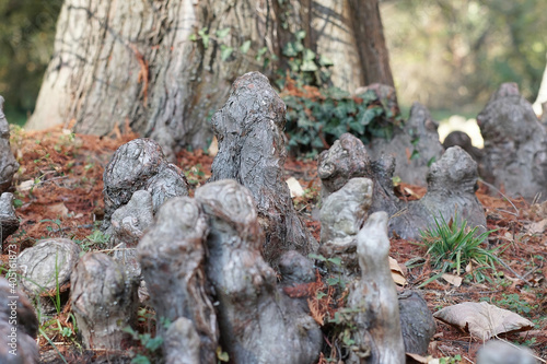 Composition of roots coming out of the ground. Roots sculptures. Sculptures from nature. Group of roots. 3