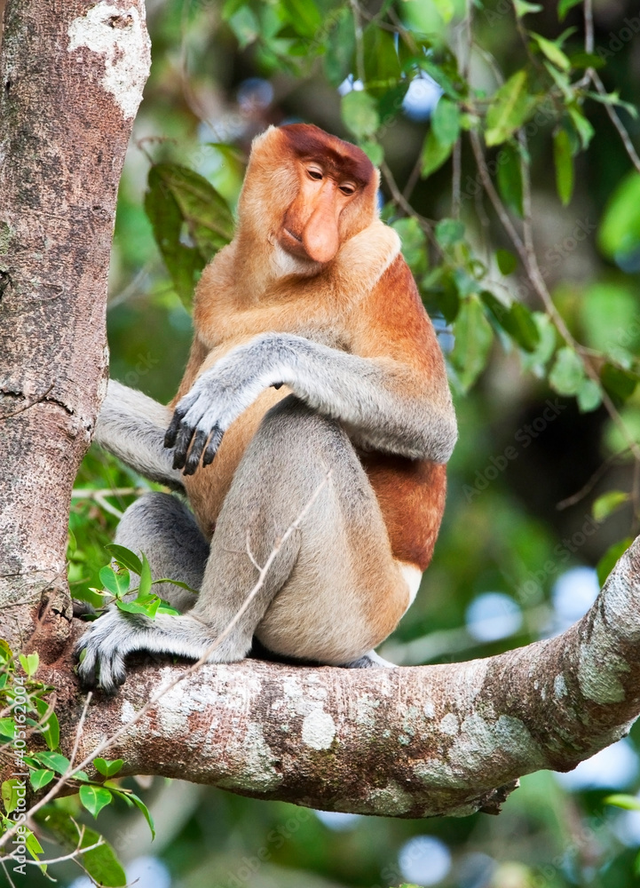 Neusaap, Proboscis Monkey, Nasalis larvatus