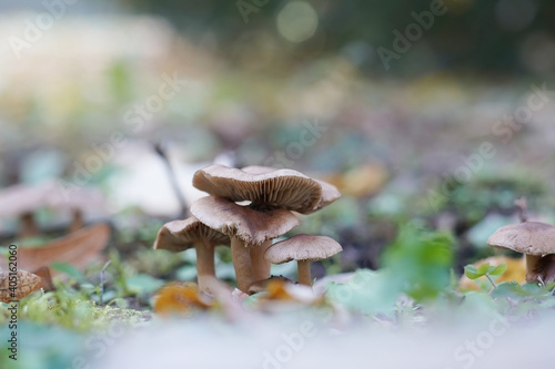 Beautiful closeup of brown forest mushrooms. Gathering mushrooms. Mushrooms photo, forest photo, forest background. Autumn ground.