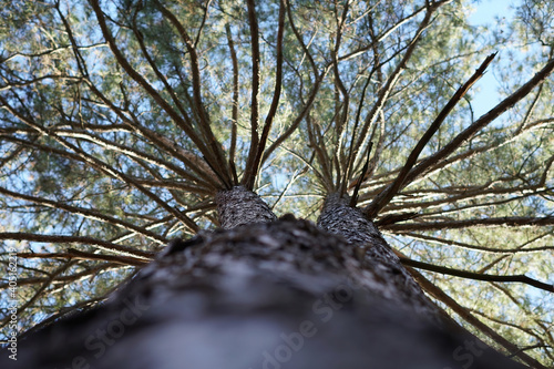 Spread branches of a tree in all directions. Fractals.