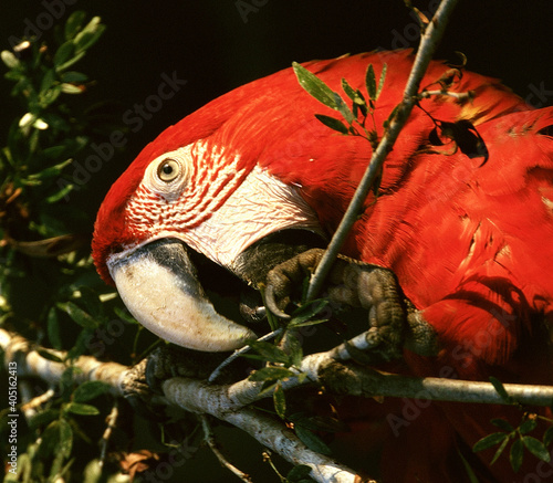 Red-and-green Macaw, Groenvleugelara, Ara chloropterus photo