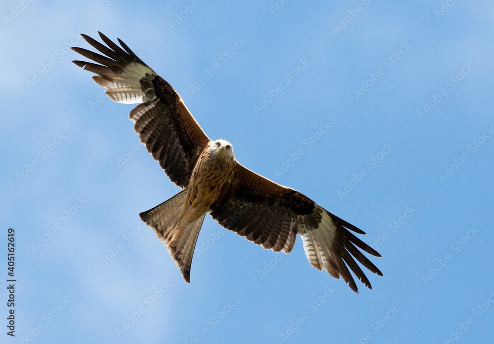 Rode Wouw, Red Kite, Milvus milvus Rode Wouw, Red Kite, Milvus milvus