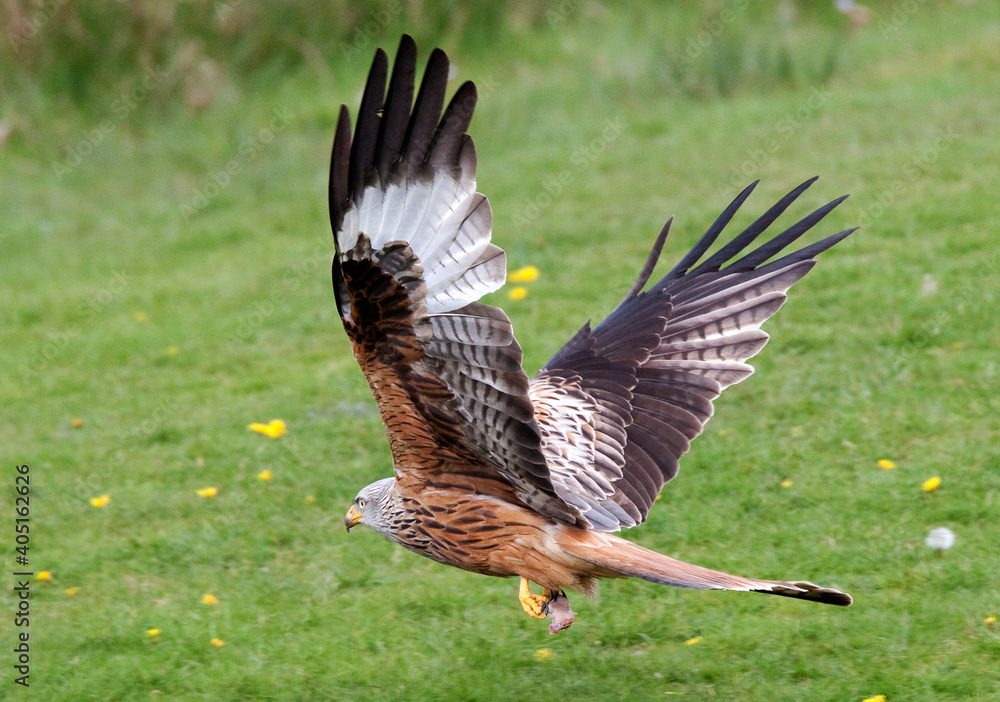 Fototapeta premium Rode Wouw, Red Kite, Milvus milvus