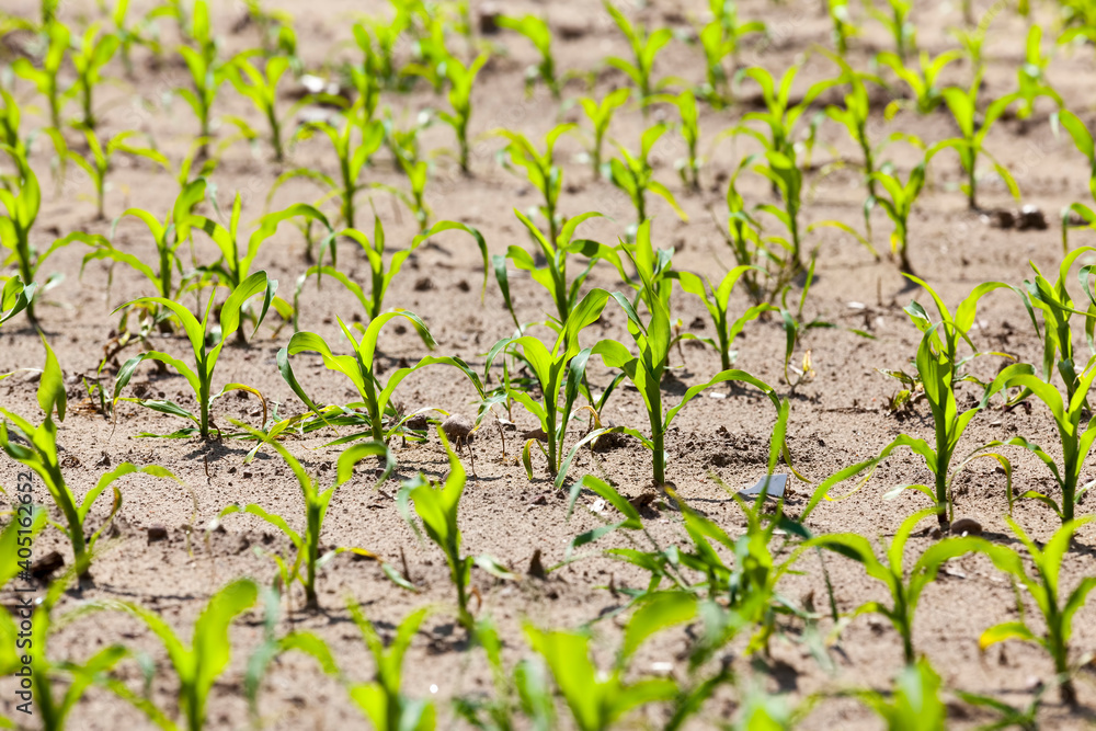 a sunlit agricultural field with green sweet corn a sunlit agricultural field with green sweet corn