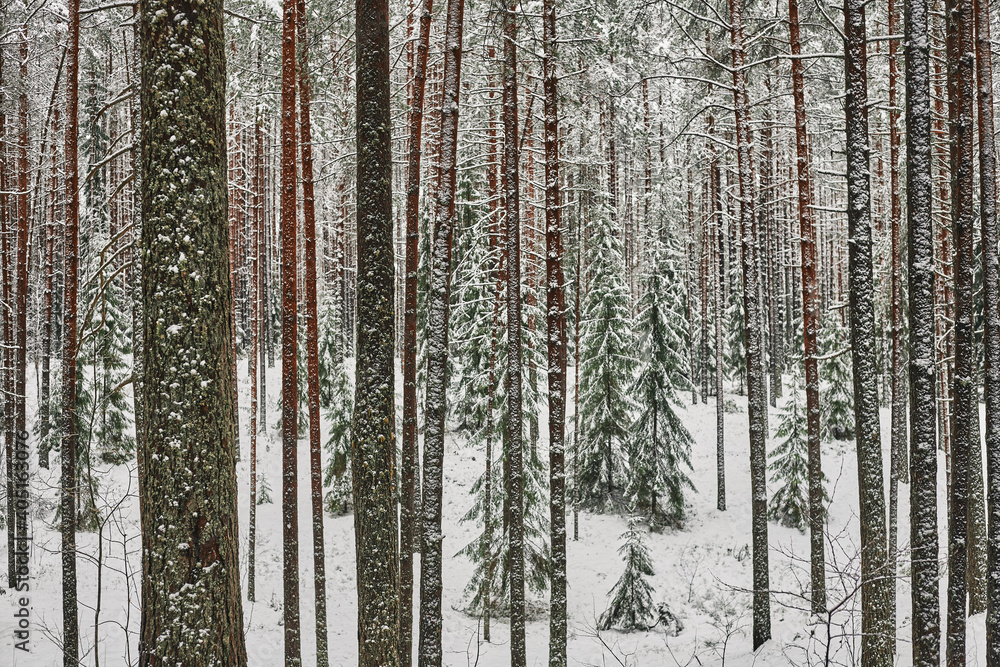 Fototapeta premium forest in winter