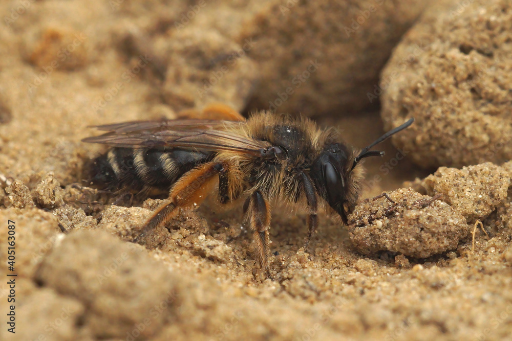 A female Yellow-legged Mining Bee, Andrena flavipes is searching to enter her nest on the ground A female Yellow-legged Mining Bee, Andrena flavipes is searching to enter her nest on the ground