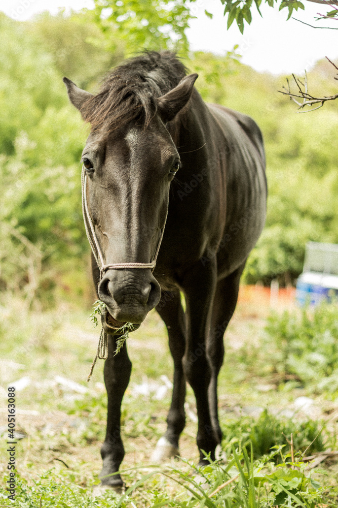 Fototapeta premium Horse eating