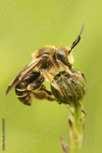 Close up of a male Yellow loosestrife bee, Macropis europaea, on a green closed flower bud photo