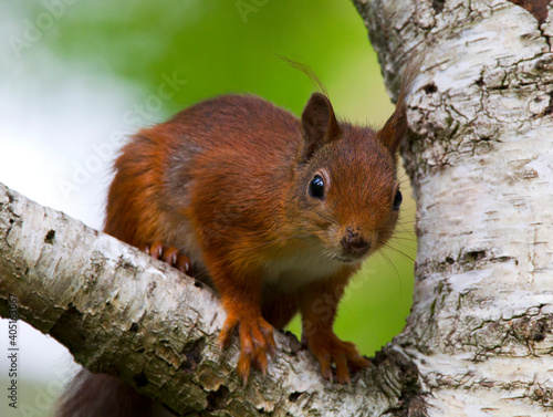 Eekhoorn, Red Squirrel, Sciurus vulgaris © AGAMI