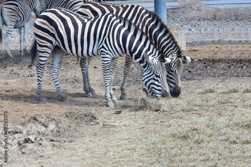 The burchell zebra is eatting in farm at thailand