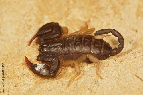 The European yellow-tailed scorpion  Euscorpius flavicaudis  is one of the 5 species in France