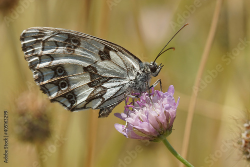 A lateral close up shot of a the marbled white, Melanargia galathea on a purple scabious flower in France,  Gard area photo