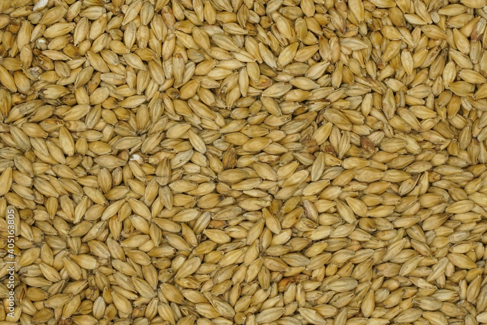 Close-up of malted barley, which is used in the whisky and beer production Close-up of malted barley, which is used in the whisky and beer production