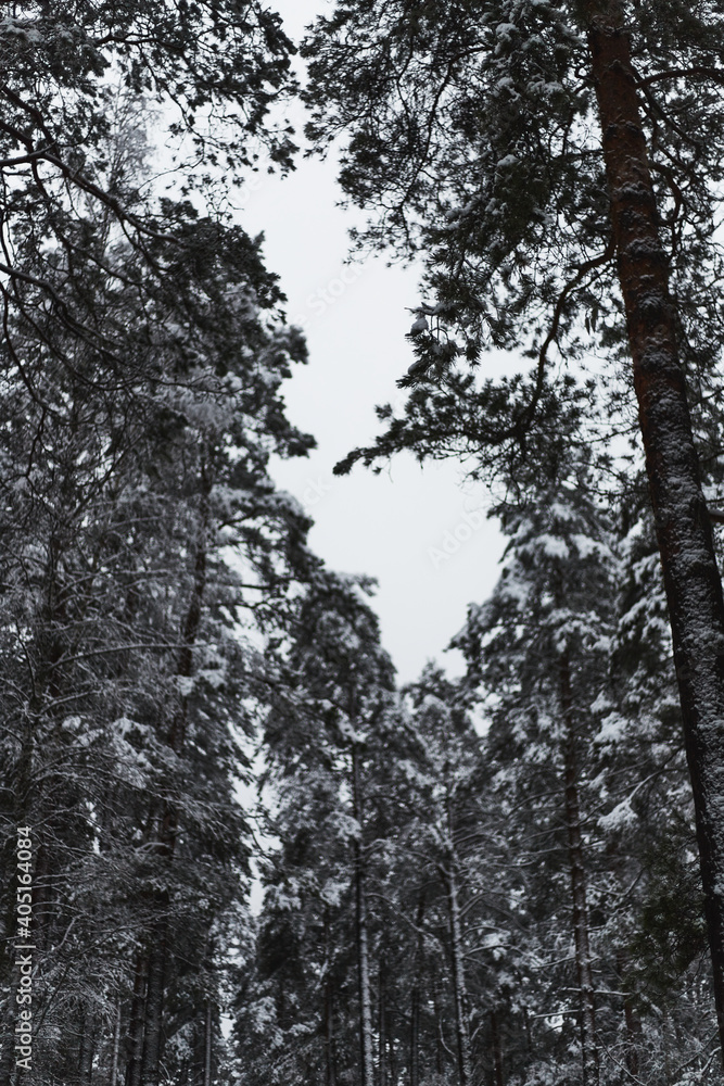 snow covered pine trees snow covered pine trees
