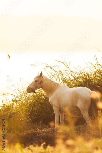 A white horse grazing on a grassland at sunset.