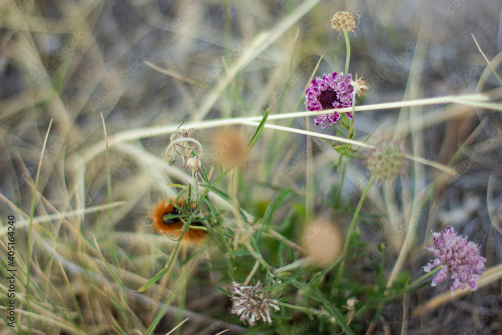 caterpillar on a flower