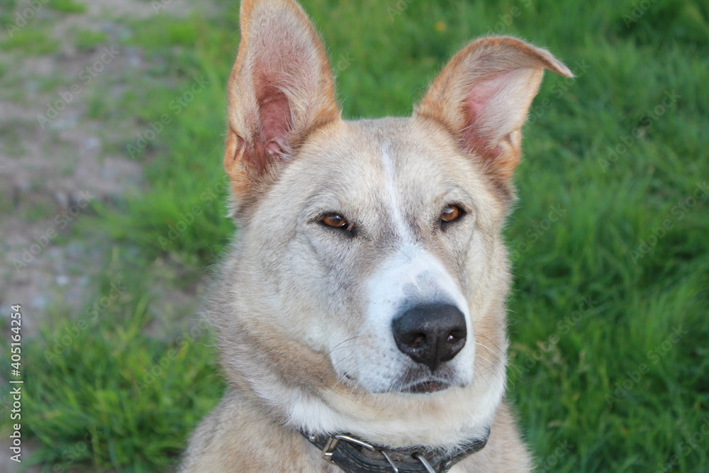 portrait of a dog