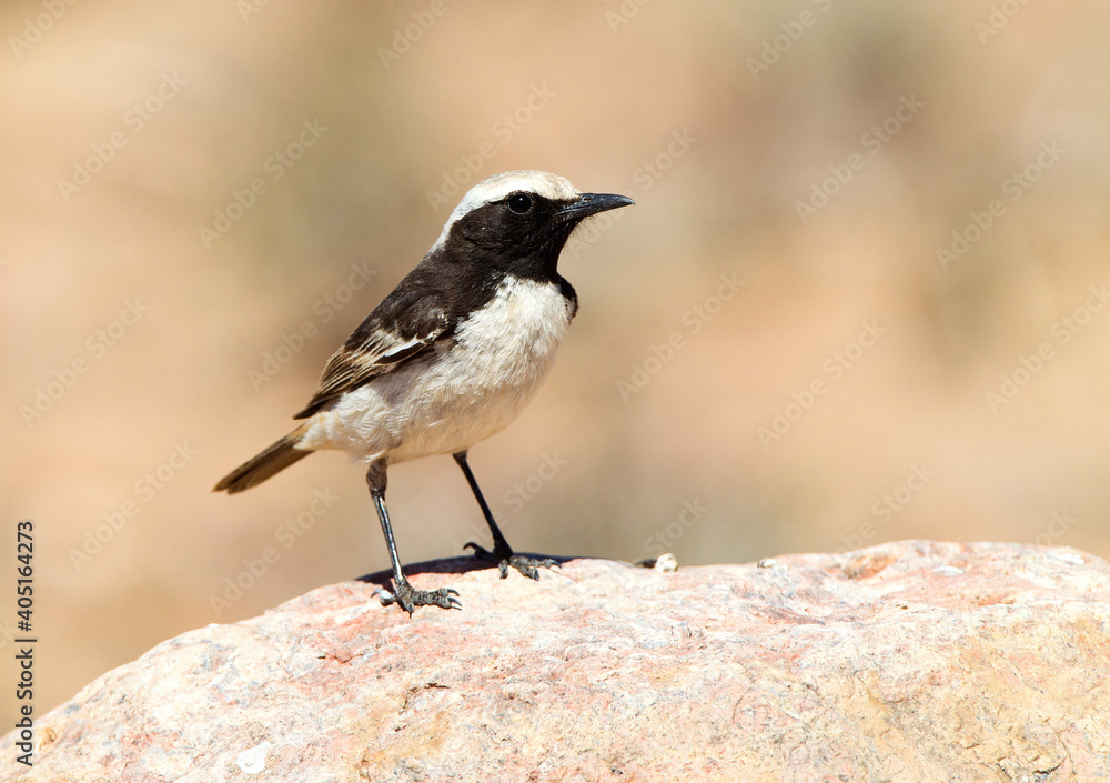 Naklejka premium Roodstuittapuit, Red-rumped Wheatear, Oenanthe moesta