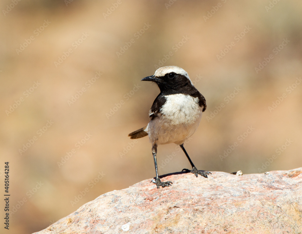 Roodstuittapuit, Red-rumped Wheatear, Oenanthe moesta Roodstuittapuit, Red-rumped Wheatear, Oenanthe moesta