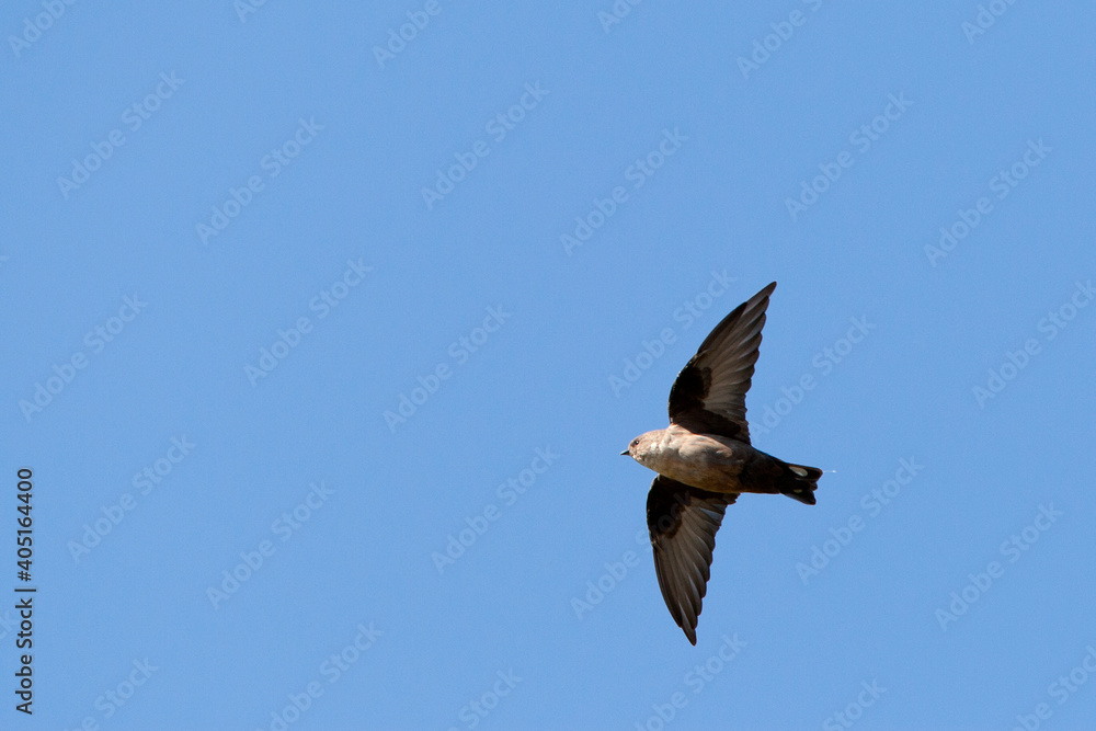 Rotszwaluw, Eurasian Crag Martin, Ptyonoprogne rupestris Rotszwaluw, Eurasian Crag Martin, Ptyonoprogne rupestris