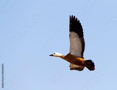 Casarca  Ruddy Shelduck  Tadorna ferruginea