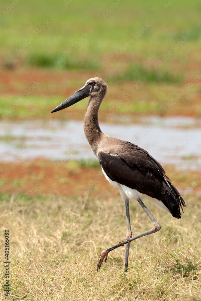 Fototapeta premium Zadelbekooievaar, Saddle-billed Stork, Ephippiorhynchus senegalensis