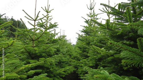 Tablou pe pânză plantations of green christmas tree firs