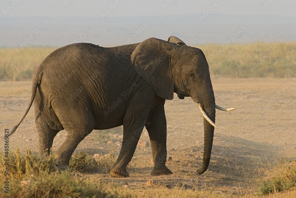 African Elephant, Afrikaanse savanneolifant, Loxodonta africana