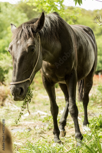 Black horse eating