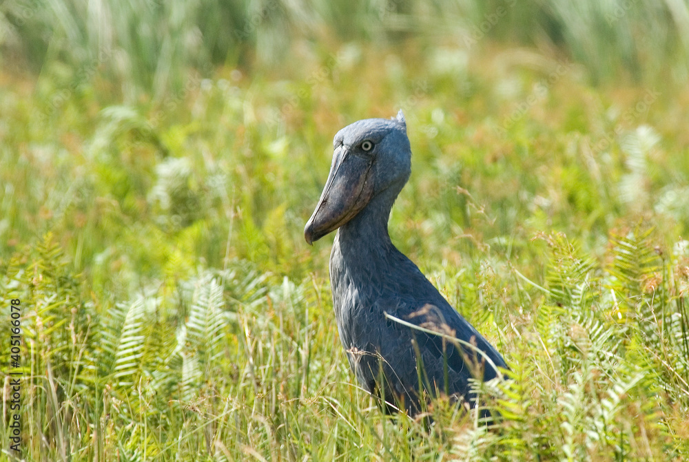 Obraz premium Shoebill, Schoenbekooievaar, Balaeniceps rex