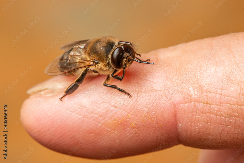 big drone bees (male honey bee) big drone bees (male honey bee)