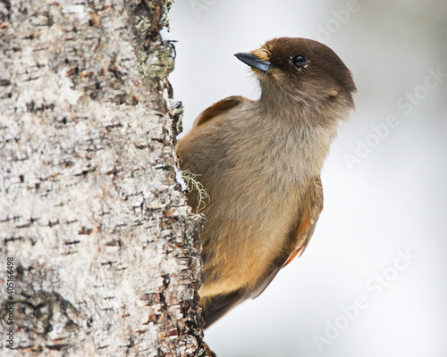 Taigagaai, Siberian Jay, Perisoreus infaustus photo