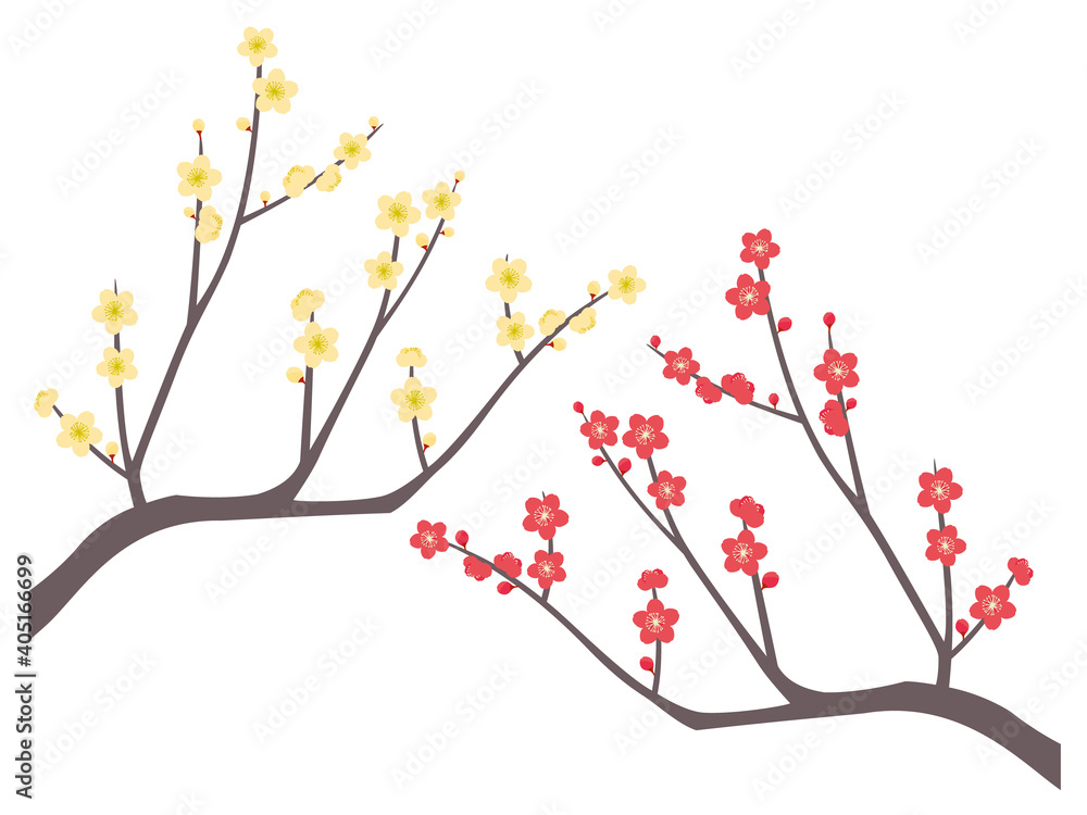 紅梅と白梅のセット 紅梅と白梅のセット