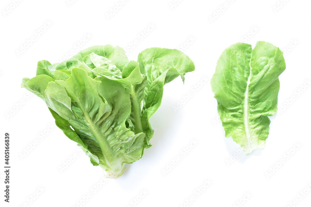 fresh green cod lettuce vegetable salad with drop of water arranging on white background fresh green cod lettuce vegetable salad with drop of water arranging on white background