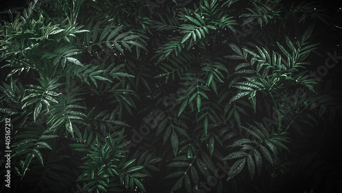 Leaf for background in dark mood
