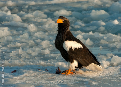 Steller-zeearend  Steller s Sea-eagle  Haliaeetus pelagicus