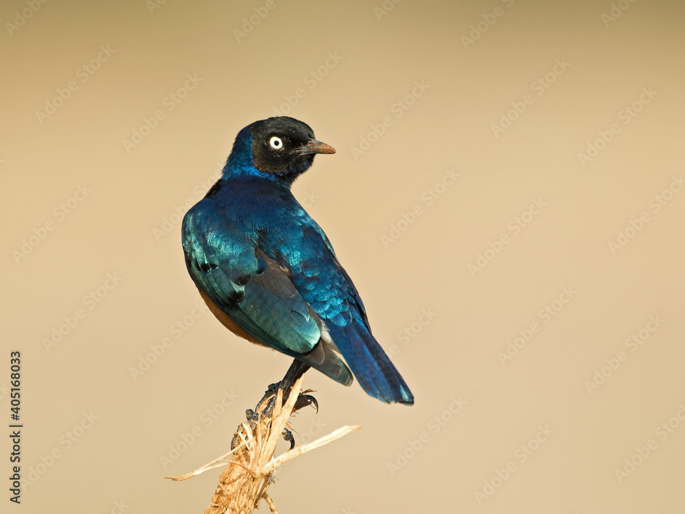 Superb Starling, Driekleurige Glansspreeuw, Lamprotornis superbus Superb Starling, Driekleurige Glansspreeuw, Lamprotornis superbus