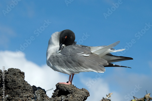 Swallow-tailed Gull, Zwaluwstaartmeeuw, Creagrus furcatus photo