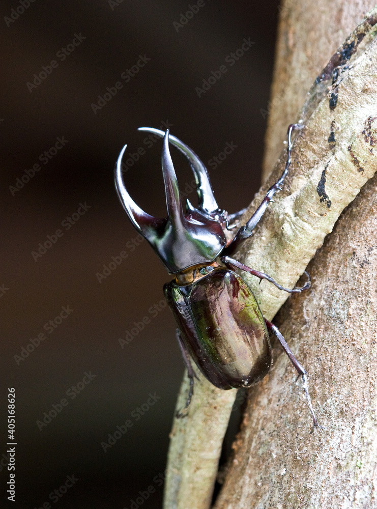 Neushoornkever, Three-horned Rhinoceros Beetle, Chalcosoma moellenkampi