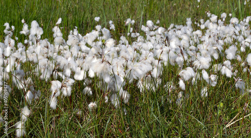 Veenpluis  Common Cottongrass  Eriophorum angustifolium