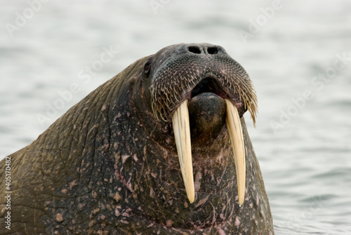 Walrus, Walrus, Odobenus rosmarus,