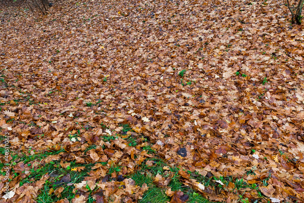 fallen to the ground foliage of deciduous trees fallen to the ground foliage of deciduous trees