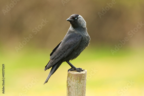 Kauw, Western Jackdaw, Corvus monedula