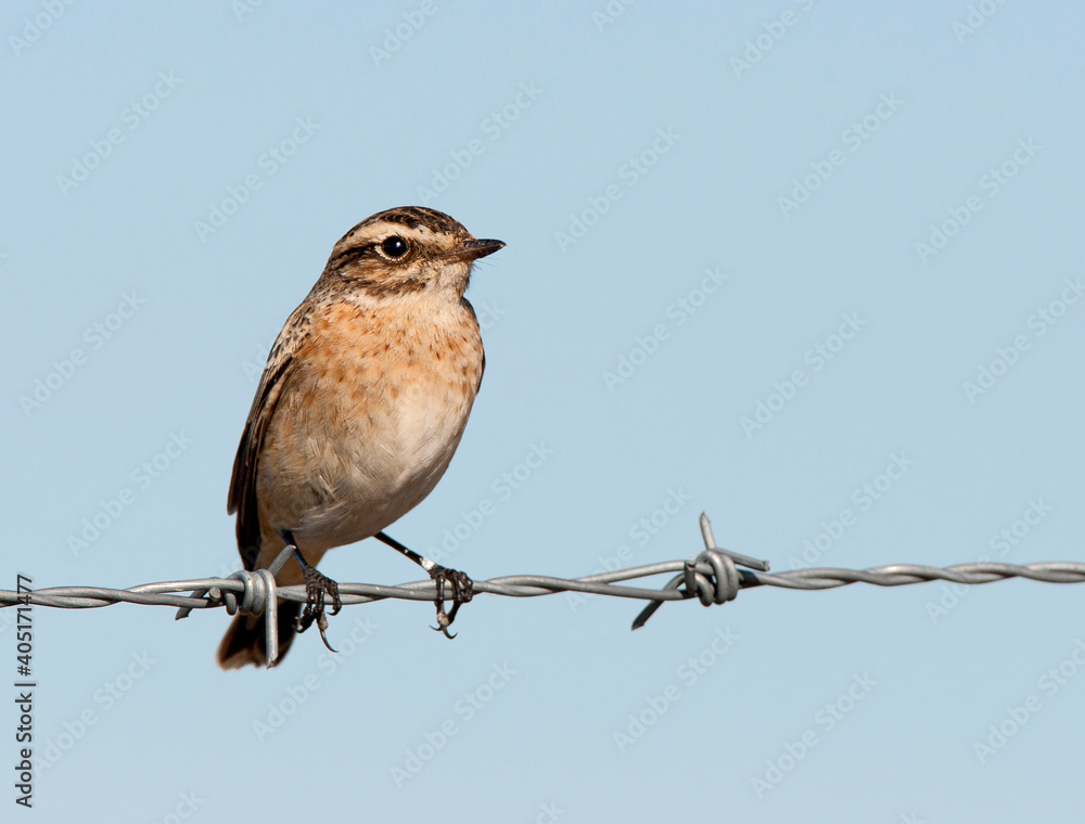 Paapje, Whinchat, Saxicola rubetra Paapje, Whinchat, Saxicola rubetra