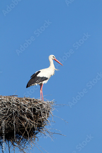 Obraz na płótnie Ooievaar, White Stork, Ciconia ciconia w salonie