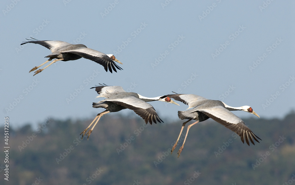 White-naped Crane, Witnekkraanvogel, Grus vipio White-naped Crane, Witnekkraanvogel, Grus vipio