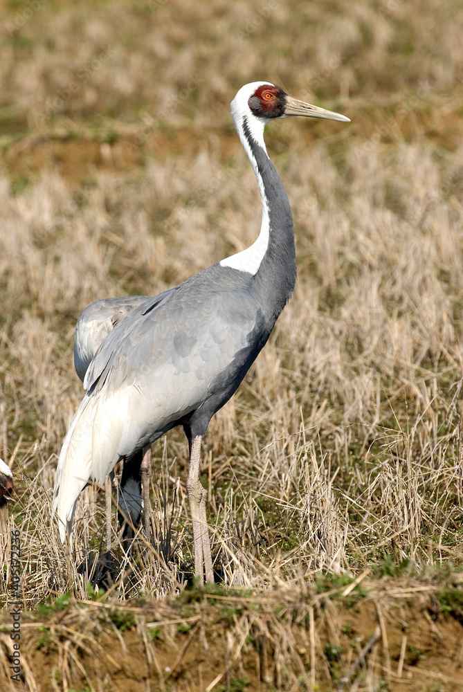 Fototapeta premium White-naped Crane, Witnekkraanvogel, Grus vipio