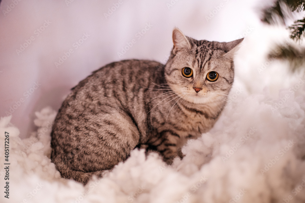 verängstigte Katze im künstlichen Schnee