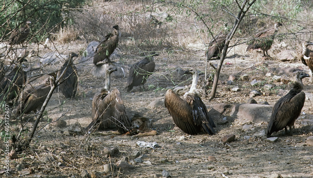 Bengaalse gier, Indian White-rumped Vulture, Gyps bengalensis