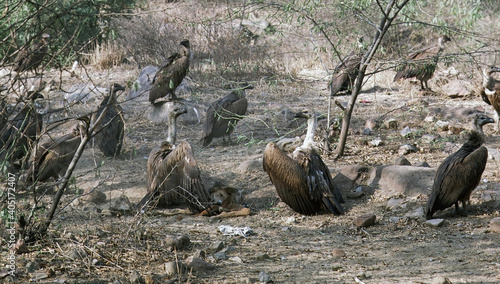 Obraz na płótnie Bengaalse gier, Indian White-rumped Vulture, Gyps bengalensis w salonie